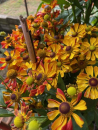 Sonnenbraut"Rauchtopas"(Helenium "Rauchtopas")